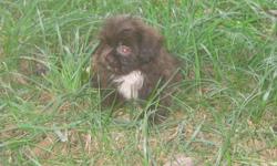 Very cute dark chocolate male Shih Tzu puppy available. Has up to date vaccinations and parents are on site. He will weigh around 9 pounds at maturity. Health is guaranteed. I am a Shih Tzu breeder with over 25 years experience. He is $550
Also chocolate