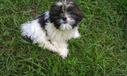 Female Shih Tzu Puppy available. The last puppy of the litter and she is ready for her new home. She has been vet checked and has had her first shots. She is very playful and has the best little personality, loves attention, loves being carried, my