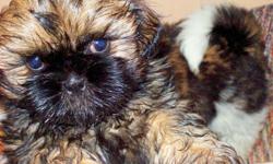 I have 4 AKC Shih Tzu pups WITH CHAMPION BLOODLINES for sale. I am asking $500.00 each. There is one brown and black male. 1 Brown, black and white female and 2 brown, black and white males. These pups are raised in my home. They have been vet check,