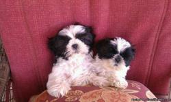 Champion Lines, AKC Shih Tzu puppies. 2 males left!!!
Call or text 928-388-8064 for more info.
