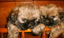 The ShihTzu is the oldest and smallest of the Tibetan holy dogs
AKC Shih-tzu Puppies 13 weeks
Two Females one is Solid Gold and one is Solid Black $700.00 ------- One Solid Black Male $600.00
with full AKC reg
Se Habla Espanol Tambien
623-975-5956