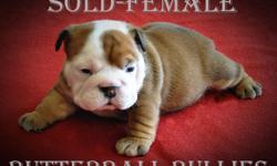 If you want beautiful and healthy, you are looking in the right place. We expect this litter will be show quality AND in perfect health. Nora has 4 males and 4 females. She is a full Russian Import with her Sire and Grand Sire being EURO CHAMPIONS. She