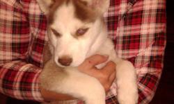 MALE HUSKY PUP WITH BLUE EYES, BROWN AND WHITE. VET CHECKED.&nbsp; CALL GLENN AT -- FOR DETAILS