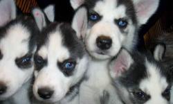 I have beautiful family raised AKC registered Siberian Husky puppies with DEEP BLUE EYES that are ready to go home! COME BY MY HOUSE AND SEE THE PUPPIES!
Tim --
They are 8 weeks old, fully vaccinated and ready to go home
They will have their first set of
