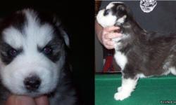 I have a black & white (fluffy coat), blue eyes, female, AKC Siberian husky puppy for sale. She will have her 1st. shot, de-wormed, limited AKC registration. I own her father a white, party eyed, DNA tested, OFA certifies (Good) and CERF eyes ( normal)