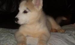 AKC - Siberian Husky Puppy. We have only one snowy white male left. This little darling has been handled with tender loving care and has been cared for in our home. He is well on his way to being paper trained. So if this little baby catches your eye just