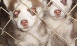 I have 3 siberian husky pups born on 0ctober 17th, i have 2 females, one is red/white, and the other is gray/white, and 1 male that is red/white. Parents on premises. Call for more information:
Louise- 561-753-8547