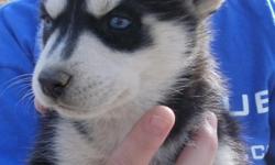 AKC SIBERIAN HUSKY PUPS 4 SALE NOW! NEW PUPPIES BORN FEB 3, 2011! ALL BREEDING PARENTS ARE AKC REGISTERED, DNA, HIP & EYE CERTIFIED. ALL PUPS ARE AKC REGISTERED, VET CHECKED AT 2 & 5 WEEKS, WORMED AT 2,4, & 6 WEEKS, HAVE THEIR 7-1 SHOT, & ARE FRONTLINED.