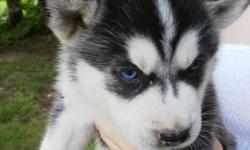 AKC SIBERIAN HUSKY PUPS FOR SALE! WE ARE TAKING DEPOSITS NOW!
ALL BREEDING ADULTS ARE AKC REGISTERED, DNA, HIP & EYE CERTIFIED. ALL PUPS ARE AKC REGISTERED, VET CHECKED AT 2 &5 WEEKS, WORMED AT 2,4, &6 WEEKS, HAVE THIER 7-1 SHOT, AND ARE FRONTLINED. TO