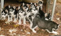 WE ARE NOW TAKING DEPOSITS ON OUR NEXT LITTER OF SIBERIAN HUSKY PUPS! THIS WILL BE A SPRING/SUMMER LITTER. ALL BREEDING PARENTS ARE AKC REGISTERED, DNA, HIP, & EYE CERTIFIED. ALL PUPS ARE AKC REGISTERED, VET CHECKED AT 2 & 5 WEEKS, WORMED AT 2,4, & 6