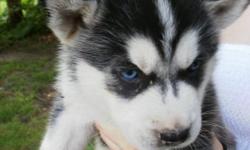 WE ARE NOW TAKING DEPOSITS ON OUR NEXT LITTER OF SIBERIAN HUSKY PUPS! THIS LITTER IS DUE THE END OF MAY 2011. ALL BREEDING PARENTS ARE AKC REGISTERED, DNA, HIP, & EYE CERTIFIED. ALL PUPS ARE AKC REGISTERED, VET CHECKED AT 2 & 5 WEEKS, WORMED AT 2,4, & 6