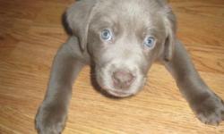 Adorable AKC Silver Labrador Puppies for Sale!!!
Price $1,000 call 202-324-3000
Born Aug 28th&nbsp;&nbsp;ready to go to new homes!
&nbsp;
Shots/Worming/Vet Health check/ and Dew claws removed.
Excellent temperament! Great with kids!
Mom weighs 72 lbs and