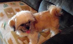 Chang is an AKC 6 mo old shih tzu, very colorful as he is carmel, white, black and has a black mask. He is only 8-9 lbs so is a very nice size. He is outgoing and loving with everyone and other dogs. His hair has a summer clip, but will grow out looking