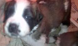 Akc registered. Vet checked. Wormed one male. Born Oct. 25th. Parents on site.