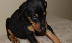10 AKC Registered Standard Doberman Pinscher puppies for sale. 5 females (2 blue and rust and 3 black and rust) and 5 males (1 blue and rust and 4 black and rust). Ready to go Wednesday, September 19. Tails docked and dew claws removed. Wormed and first