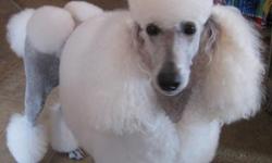 CHECK OUT OUR WEBSITE: www.princetinpoodles.com
***CREDIT CARDS ACCEPTED THROUGH PAYPAL*** (Taxes will apply)
~ PRINCETIN POODLES ~ presents . . . AKC Registered Standard Poodle female puppy born on February 10, 2011. Only 1 cream girl left! She is