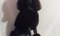 ~ PRINCETIN POODLES ~ Gorgeous ink black AKC Standard Poodle proven stud. Champion bloodlines, (Graphic, Dassin, Yerbrier Cadillac). OFA hips tested as, GOOD. Great temperament 24 and a 1/2 inches tall, weighs about 50 lbs. very refined, beautiful coat,