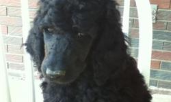 I have two female Standard Poodle Puppies left for sale, they were born on March 25th and are nine weeks old. The mother is 23" at the shoulder and weighs 55lbs she is Blue in color. The father is black with some white 25" and 70lbs. She had 11 puppies.