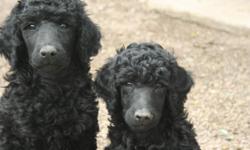AKC Standard poodle puppy. Black male. Beautiful temperment and conformation. Champion bloodline, European background. Parents on site. 4 months old. up to date on shots. House trained, Super smart!