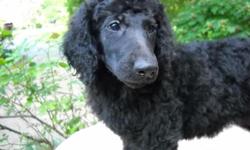 Standard Poodle Puppy male. Born May 31st, has all shots, and is almost potty trained.
Healthy, sweet temperment, pretty smart, and inquisitive. A Standard is a very good choice for a loyal pet.
Nonshedding for allergy prone people. Picture of Dad