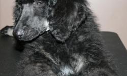 We have 3 AKC Female Phantom Standard Poodle Puppys for sale;
They are AKC Registered PURE BRED PHANTOM STANDARD POODLE NOT A MIX BREED and up to date on her shots. Born March 1st, $1000.00 limited registration.
If you have any questions call Teresa at