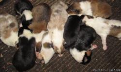 AKC Collies - Normal eyed, some non-carrier for CEA, others possible non-carrier for CEA, champion bloodlines, some related to the star in the Lassie Movie.
1 White, w/sable mkgs, SMOOTH coat Male $500., 1 White, w/blue merle, ROUGH coat Male $500.00, and