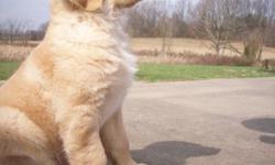 Rusty is a gorgeous, 2 1/2 year old male golden retriever. He is AKC registered and has sired two litters of 11 (All Healthy) with my female golden, Chloe. He weighs in around 95-100 lbs, he is very gentle and is an all around great dog. I live in Clay,
