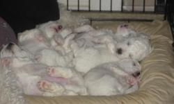 Sweet Little AKC Bichon Frise Puppies raised at home with lots of love -- Parents, the puppies, photos and a video of the pups can be seen on the site - I frequently update new videos and post them on YouTube and their website: http://www.PuppyBump.com