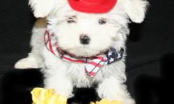 This cute, feisty, playful female Maltese baby only weighs 1 lb. 13 ounces, and considering her parents size, we estimate this baby to top out at 4-5 lb. when fully grown. This babies name is Mindy, she is 8 wks old, she has the full, fluffy snow white