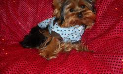 WE HAVE A GORGOUS TINY YORKIE MALE, NONSHED SILKY COAT, HYPO ALLERGENIC, ALL SHOTS & WORMINGS COMPLETED, CRATE TRAINED AND SLEEPS THRU NITE, WONDERFULL LAP BABY, WELL SOCIALIZED DAILY, 6 MOS OLD, PUPPY COMES WITH A GOODY HANDBAG, BED,TOYS, T SHIRT, PADS,