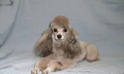 Sold with Full AKC Breeding rights. I need to sell the little 4 lbs silver toy poodle stud dog, because I have kept some of his puppies and can't breed back to him. He is only 4 lbs and about 8 1/2 to 9/ inches tall. He carries a down sizing gene and is a