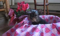 Blue, black, gold and tan teacup Yorkie female. 5 months. She weighs 2 pounds 2 ounces right now and will be 3 pounds or less full grown. Robust, healthy and strong. Her legs are very proportionate to her body. She and I are patiently waiting for just the