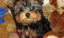 AKC Tiny Teacup Yorkie Female "Kristi" weighs 1 lb
6 oz at 11 weeks old, so she will be about 2 1/1
lb full grown! Her Mom is 3 lb and her Dad is
2 1/2 lb. Her Dad is AKC Champion Grand sired.
She has a beautiful thick, silk coat, short little
legs, and a