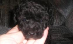 READY FOR A NEW HOME ON MARCH11 AND PAST. Hi i am selling a black male toy poodle puppy. He's mostly black and has a little bit of white on his chest he was born on January 13 of 2011. He weighs 2 pounds and 6 oz. He will be already vaccines twice plus he