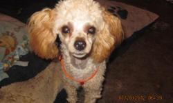 AKC Toy Poodle for Adoption (Yelm)
&nbsp;
I have a beautiful 9 month old male Toy Poodle. He is unaltered, AKC papered and show quality. He has some of the best bloodlines and equal temperment to match. He is a rare cream with apricot spots color and is