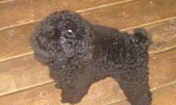 I have a black toy poodle 6 months old male. He weighs 3lbs and is up to date on shots. He is crate trained and he is show quality. He is being offered with out breeding rights. He can only be sold too a home without large dogs and preferr a home with out