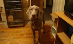 We have 1 beautiful AKC male weimaraner available now for a new loving home, he is doggie door trained, know sit, come, no, ect,,, he's a very mellow, loving boy, all his shots and worming are done, we have his parents here, they are AKC, OFA HIP
