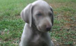 AKC Weimaraner Puppies 6 weeks old and ready for their forever homes. They have had first shots, been dewormed, had tails & dewclaws removed by vet, and been started on potty training. Mom & Dad are both family pets and puppies were born & raised inside