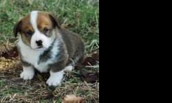 AKC Welsh Corgi puppies for sale. 4 Females and 3 males, all tri-colored. One female is a black tri-color and she will be $850. Please contact Carly for more information at 817-944-2381