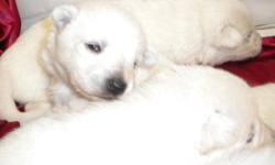 We have 8 beautiful AKC White German Shepherd puppies up for sale. These puppies were born Dec 14, 2010 and will be ready January 28th, 2011. All puppies will be vet checked, 1st shots, dewormed and come with their AKC papers. Mom is our family pet that