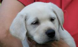 12 AKC registered White/Ivory/Yellow Lab puppies born July 29th, 2011! 7 males and 5 females. Both parents on site. Sire is DNA certified. He is Ivory in color, about 75 pounds, with an athletic build and huge, blocky, English head, and black eyeliner.