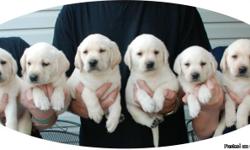 Beautiful AKC White Labrador Retrievers of Excellant linage! Show stopping looks! Both parents OFA Hip, Elbow, Heart and Eye Certified and DNA clear for PRA. Sire also DNA clear for EIC and DM as well. Ready early October for new homes.