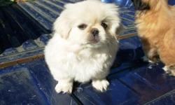 This ad is for a white male Pekingese puppy born June 16, 2011. The puppy is active and loving. He is being socialized with other family dogs and family members.
He is in need of a loving home with a loving family.
The father is a red sable with champion
