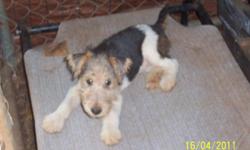 They are Tri-color AKC Wire Fox Terrier Pups. They are 12 weeks, 2M 1F. all shots, Dewormed, Tails and 5th paw Cropped. They are ready for a new home. Puppies are energetic and lots of fun.
First picture female second Male-650, third male 550.