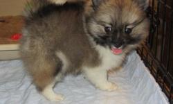 Wolf sable little girl for sale. AKC registered.She comes from championship bloodlines. Her grandfather was a champion. She is charting to be approx. 7 lbs. She is very playful and loving. She is very good at doing the pom twirl. Loves people. She is in