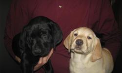 AKC Lab puppies yellow and black. 1 male 1 female yellow and 1 male and 1 female black. Born November 4th 2010. Already eating solids will be ready to go to their new home. Very cute and extremely loveable, both parents on site. Vet checked, 1st set of