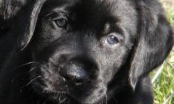 Gorgeous English Lab puppies! 2 Black females and 1 Black male available. 8 weeks old and ready for their new homes. Excellent pedigree! Both parents OFA Good and the pups will be EIC and PRA unaffected through parentage. First vaccine, de-wormed and will