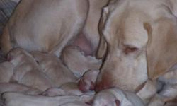We have 13 AKC yellow lab puppies for sale. There are 7 males and 6 females. Both the mother and father are 3rd generation yellow labs. They were born February 3, 2011. They will be ready to take home around April 8, 2011. They are $600.00 for males and