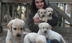 We have a beautiful litter of yellow lab puppies. They are 7 weeks old today. They have been raised and well socialized in our home. The puppies have stocky bodies and blocky heads. They will be vet checked, wormed and have their 1st shots and be ready to