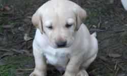AKC Yellow Lab puppies 8 weeks old. Puppies are litter pedigreed and come with AKC registration papers - no limitations. Puppies have also been vet certified and have had their first shots and wormed twice. New owners will be given a bag of food that they